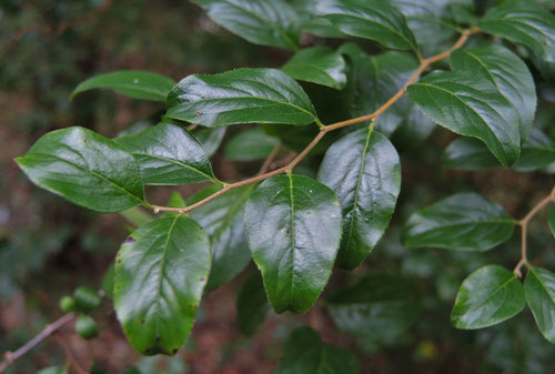 エクボバナ 葉っぱ 植木