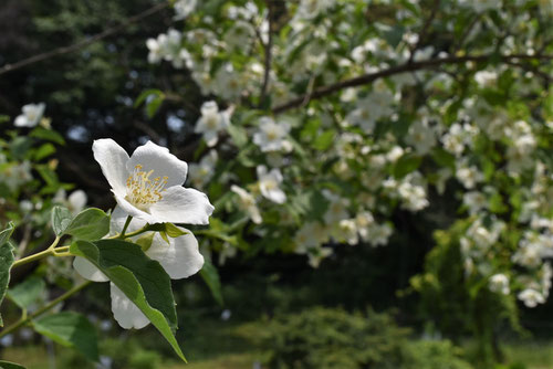 梅花空木,花,ばいかうつぎ