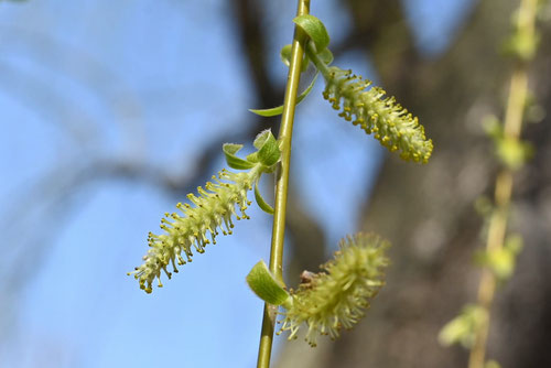 シダレヤナギの花 画像