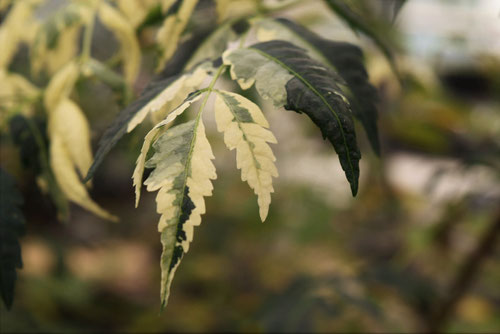 センダン,栴檀の木,種類