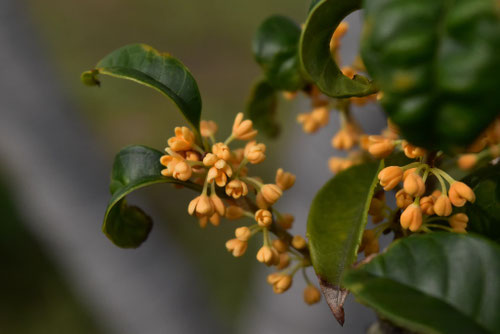 金木犀,花の時期,きんもくせい,キンモクセイ