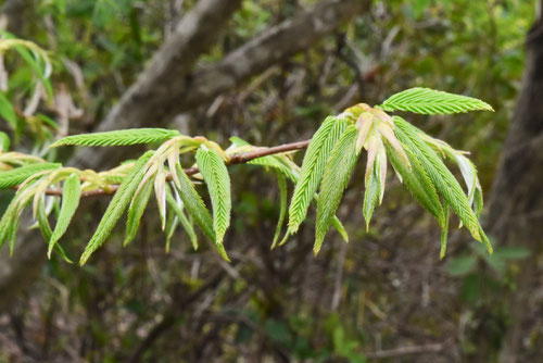 Japanese hornbeam,くましで