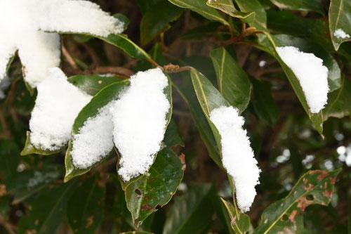 サンゴジュ,さんごじゅ,珊瑚樹に雪
