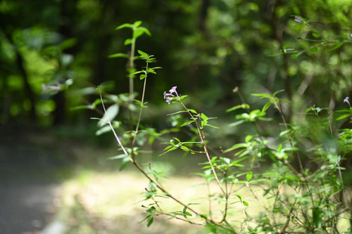 しちょうげ,開花時期