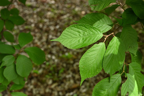 桜桃の木,特徴