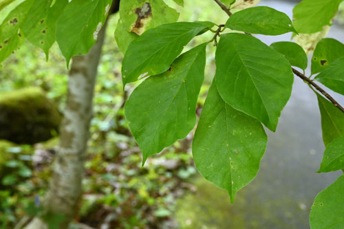 辛夷とキタコブシの違い