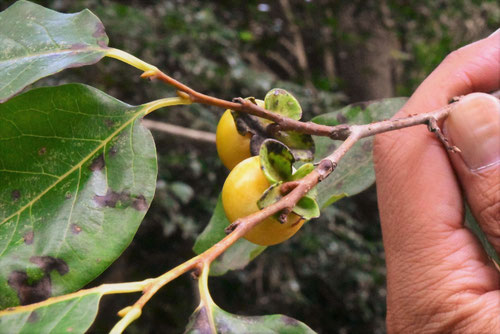 豆柿,マメガキ,実,画像,まめがき