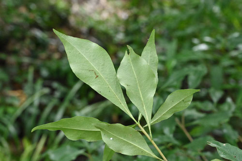 Few-fruited pittosporum