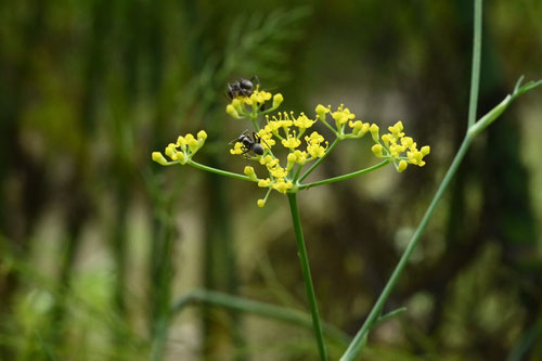 フェンネルの花,蟻,ウイキョウ,ういきょう