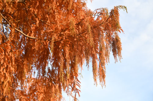 メタセコイア,めたせこいあ,開花