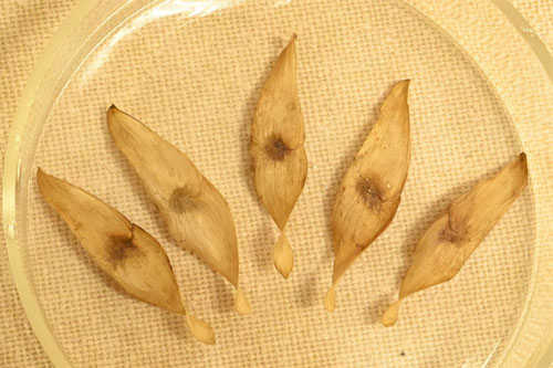 ニワウルシ,たね,タネ,にわうるし,庭漆の木
