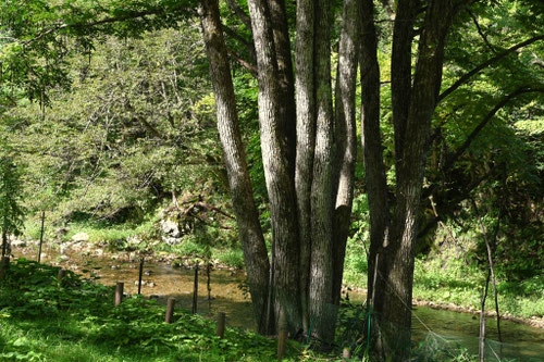 サワグルミの木,さわぐるみ