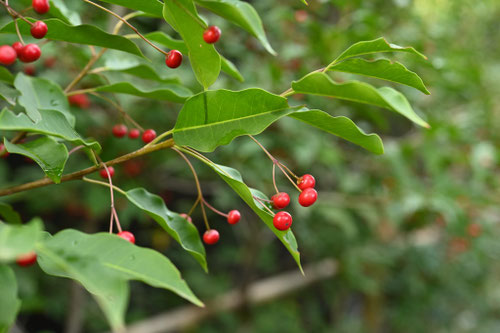 そよご,ソヨゴ,花言葉