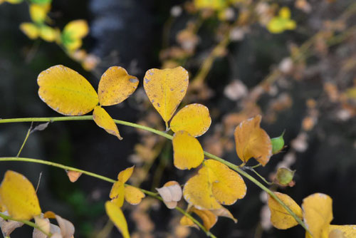 萩,紅葉,やまはぎ,ヤマハギ