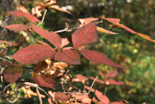 コバノミツバツツジ,紅葉,こばのみつばつつじ