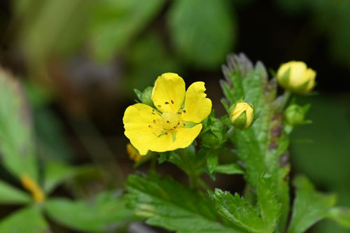 Five-leaf cinquefoil,flower
