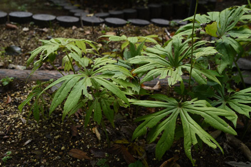 ヤブレガサ,植物