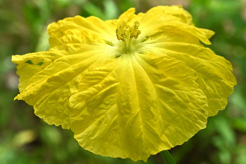 へちま,植物,ヘチマ