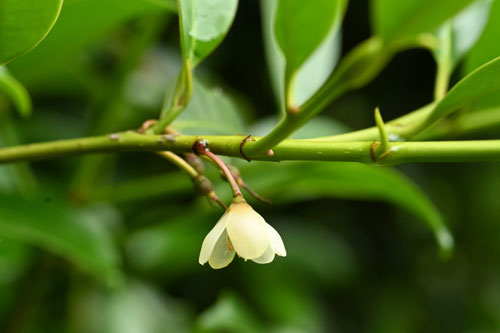 サカキの木,榊,さかき,Japanese cleyera