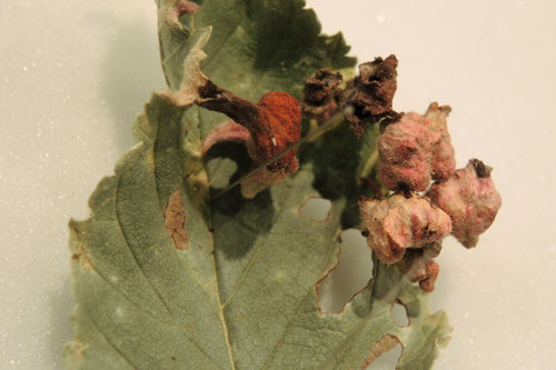 Japanese elm