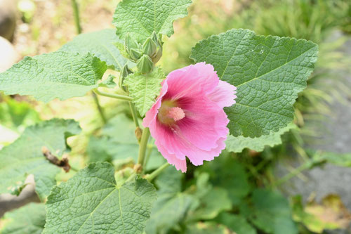 立葵,たちあおい,葵の花