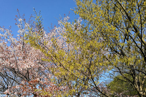 イヌシデ,開花時期,ソロの木