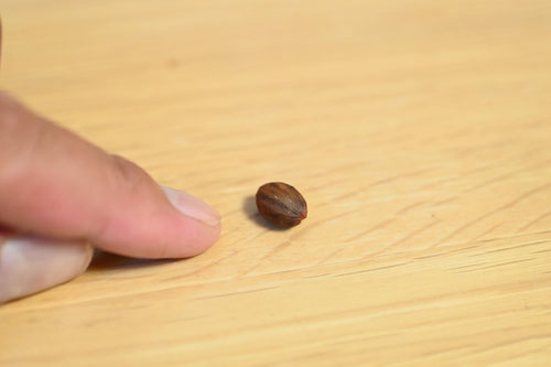 Japanese cinnamon tree,seeds