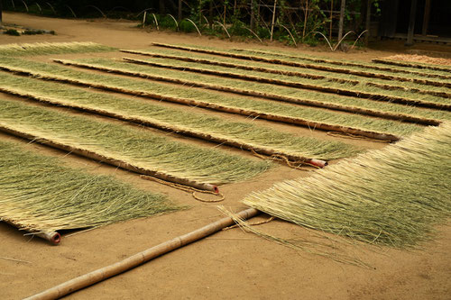 Rice plant