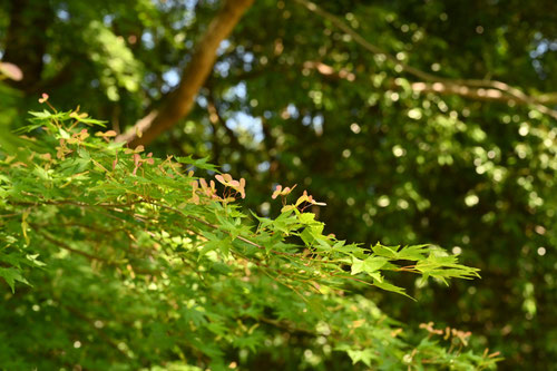 イロハモミジとは,カエデの実,種子