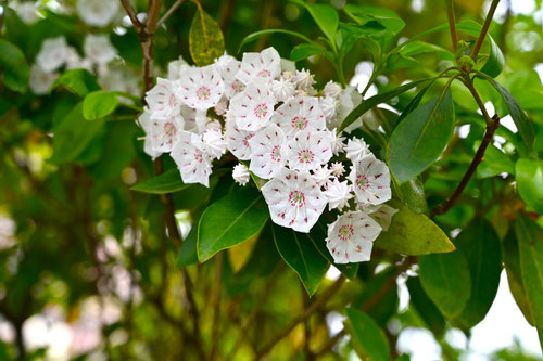 Flowering trees in August in May in Japan
