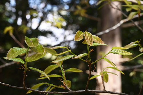 アベマキの木の葉,あべまき