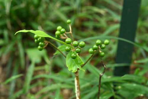 ヒャクリョウ,植物,百両の木,からたちばな