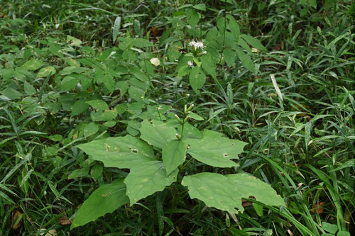 コウヤボウキに似ている植物,カシワバハグマ
