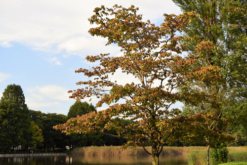 ハナミズキ,花水木,はなみずき,樹形