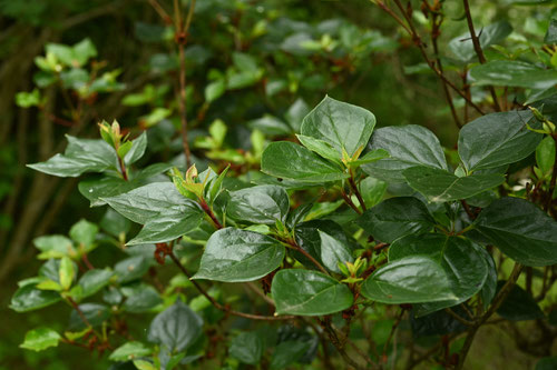 土佐の三つ葉つつじ,植木,とさのみつば