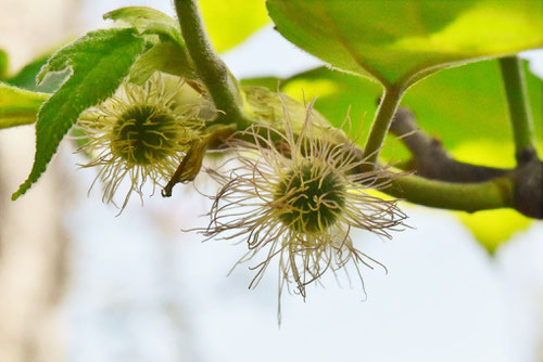 Paper mulberry,flower