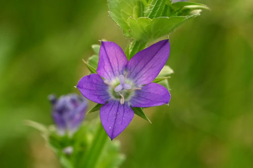 キキョウソウの開花時期