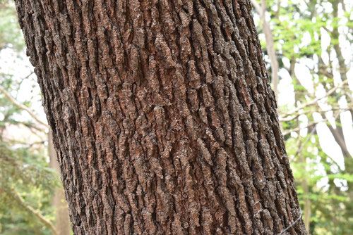 Maritime Pine