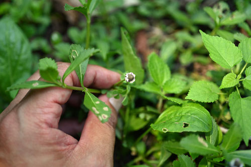 いわだれそう,植物,イワダレソウ