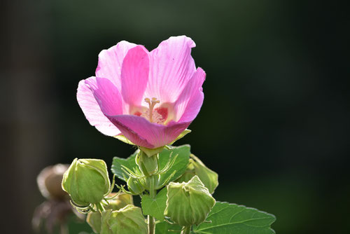 芙蓉,フヨウ,木芙蓉,開花時期,ふようの木