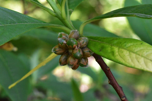 ミツマタ,oriental paper bush,fruits