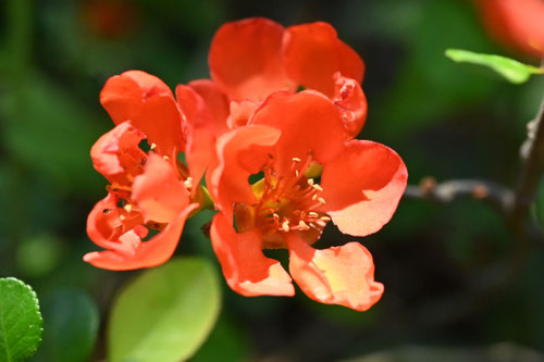 クサボケの花,くさぼけ,草木瓜の木