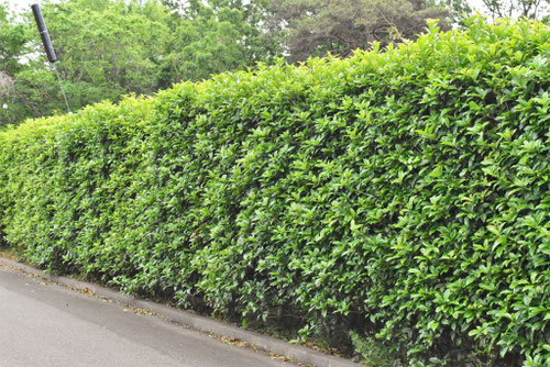 金木犀,きんもくせい,垣根,キンモクセイ