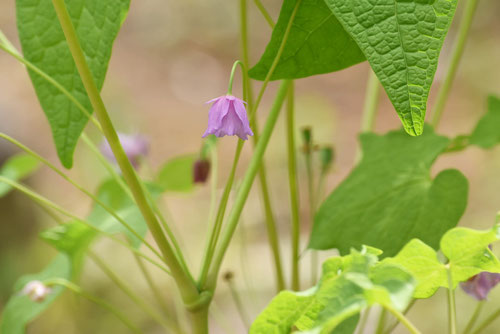 花言葉は「完全な美」