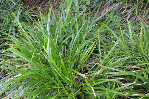 おおばじゃのひげ,植物