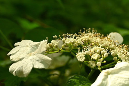 肝木,開花時期