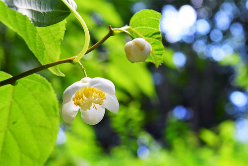 マタタビの木,またたび,木天蓼,植物