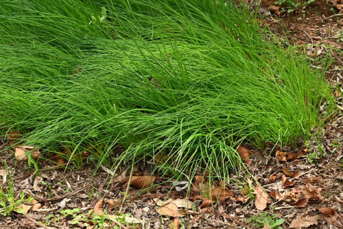 あさつき,植物,アサツキ