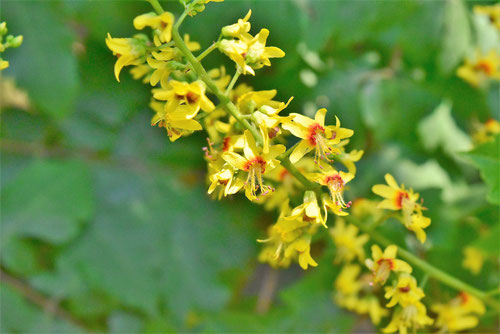 開花期 もくげんじ