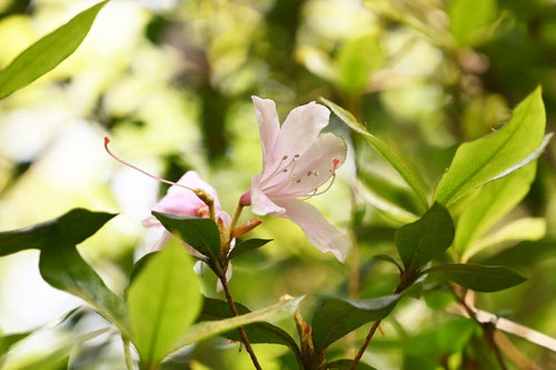 さくらつつじ,開花時期